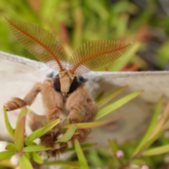 Opodiphthera eucalypti (Emperor Gum Moth) at Rugosa at Yass River - 8 Jan 2022 by SenexRugosus