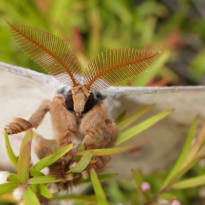 Opodiphthera eucalypti (Emperor Gum Moth) at Yass River, NSW - 8 Jan 2022 by SenexRugosus