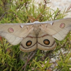 Opodiphthera eucalypti at Yass River, NSW - 9 Jan 2022 09:38 AM