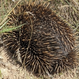 Tachyglossus aculeatus at Throsby, ACT - 15 Jan 2022 04:02 PM