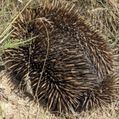 Tachyglossus aculeatus (Short-beaked Echidna) at Mulligans Flat - 15 Jan 2022 by abread111