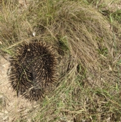 Tachyglossus aculeatus at Throsby, ACT - 15 Jan 2022