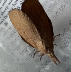 Pararguda nasuta (Wattle Snout Moth) at Murrumbateman, NSW - 15 Jan 2022 by SimoneC