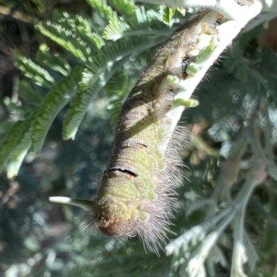 Pararguda nasuta (Wattle Snout Moth) at Murrumbateman, NSW - 22 Dec 2021 by SimoneC