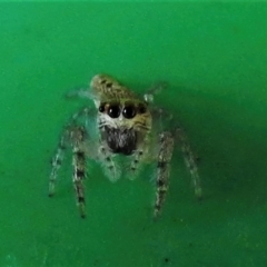 Opisthoncus sp. (genus) (Opisthoncus jumping spider) at Wanniassa, ACT - 15 Jan 2022 by JohnBundock