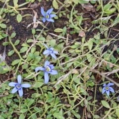 Isotoma fluviatilis subsp. australis (Swamp Isotome) at Throsby, ACT - 15 Jan 2022 by abread111