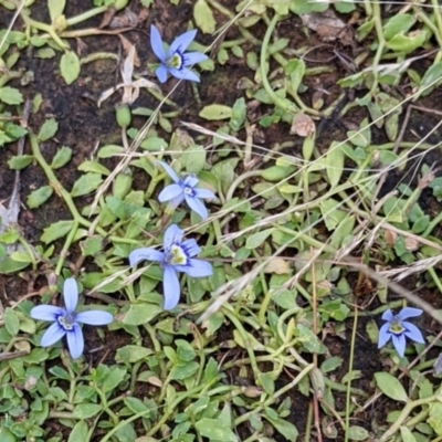 Isotoma fluviatilis subsp. australis (Swamp Isotome) at Throsby, ACT - 15 Jan 2022 by abread111
