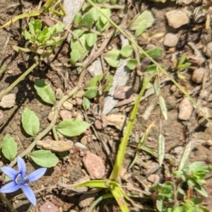 Isotoma fluviatilis subsp. australis at Throsby, ACT - 15 Jan 2022