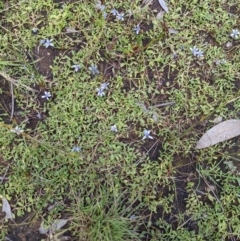 Isotoma fluviatilis subsp. australis at Throsby, ACT - 15 Jan 2022 03:31 PM