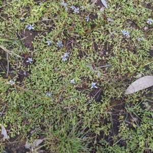 Isotoma fluviatilis subsp. australis at Throsby, ACT - 15 Jan 2022