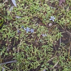 Isotoma fluviatilis subsp. australis at Throsby, ACT - 15 Jan 2022 03:31 PM