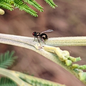 Parapalaeosepsis plebeia at Kambah, ACT - suppressed