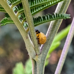 Calomela sp. (genus) (Acacia leaf beetle) at Kambah, ACT - 14 Jan 2022 by HelenCross