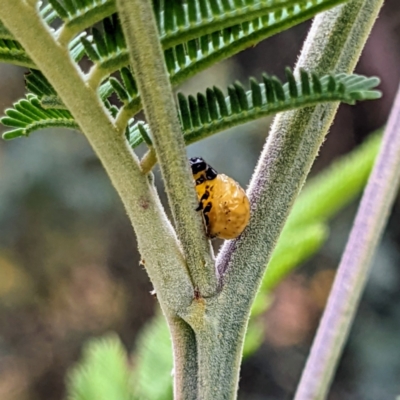 Calomela sp. (genus) (Acacia leaf beetle) at Lions Youth Haven - Westwood Farm - 13 Jan 2022 by HelenCross