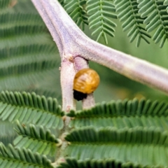 Calomela (genus) at Kambah, ACT - 14 Jan 2022 09:09 AM