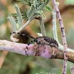 Ancita sp. (genus) (Longicorn or longhorn beetle) at Lions Youth Haven - Westwood Farm A.C.T. - 13 Jan 2022 by HelenCross