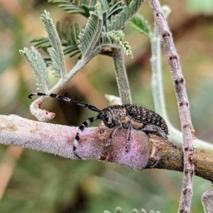 Ancita sp. (genus) at Kambah, ACT - 14 Jan 2022 09:07 AM