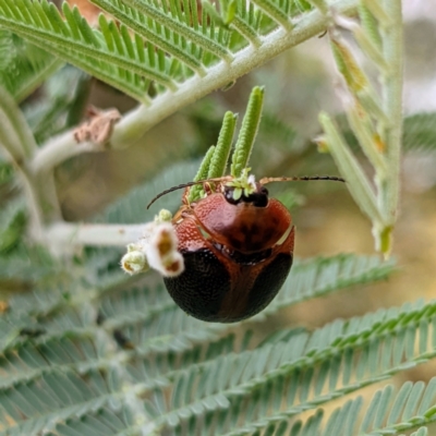 Dicranosterna immaculata (Acacia leaf beetle) at Lions Youth Haven - Westwood Farm A.C.T. - 13 Jan 2022 by HelenCross