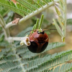 Dicranosterna immaculata (Acacia leaf beetle) at Kambah, ACT - 13 Jan 2022 by HelenCross