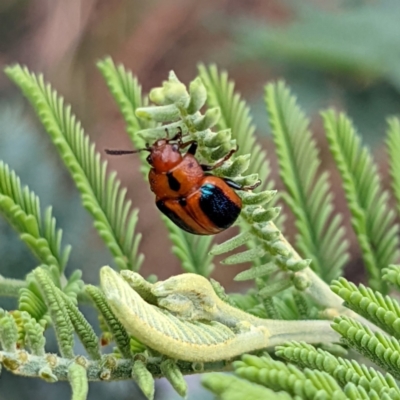 Calomela curtisi (Acacia leaf beetle) at Lions Youth Haven - Westwood Farm A.C.T. - 13 Jan 2022 by HelenCross