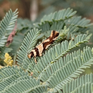 Macrobathra desmotoma at Kambah, ACT - 14 Jan 2022