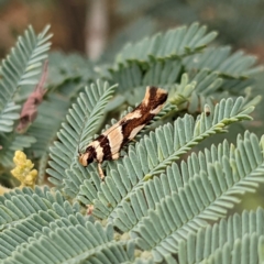 Macrobathra desmotoma ( A Cosmet moth) at Kambah, ACT - 13 Jan 2022 by HelenCross
