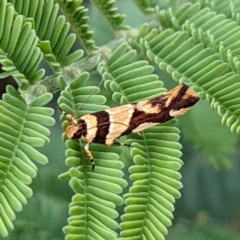 Macrobathra desmotoma at Kambah, ACT - 14 Jan 2022