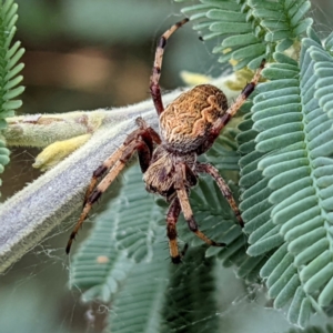 Araneus hamiltoni at Kambah, ACT - 14 Jan 2022