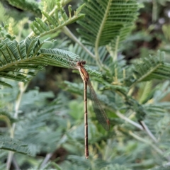 Austrolestes analis (Slender Ringtail) at Kambah, ACT - 14 Jan 2022 by HelenCross