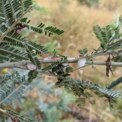 Aphrophorinae (subfamily) at Kambah, ACT - 14 Jan 2022 08:52 AM