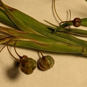 Sisyrinchium rosulatum at Throsby, ACT - 15 Jan 2022