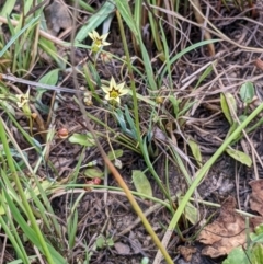 Sisyrinchium rosulatum at Throsby, ACT - 15 Jan 2022