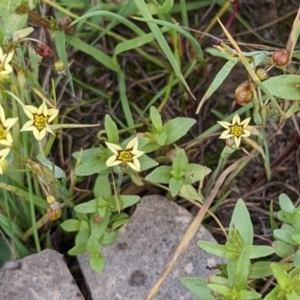 Sisyrinchium rosulatum at Throsby, ACT - 15 Jan 2022