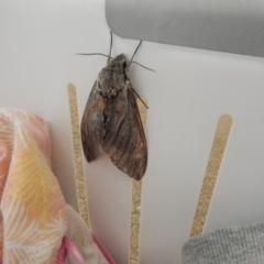 Psilogramma sp. (genus) (A Psilogramma (genus) moth) at Ngunnawal, ACT - 22 Jan 2020 by Birdy