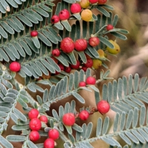 Austroacacidiplosis botrycephalae at Kambah, ACT - 14 Jan 2022