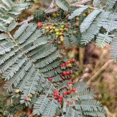 Austroacacidiplosis botrycephalae at Kambah, ACT - 14 Jan 2022