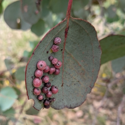 Chalcidoidea (superfamily) (A gall wasp or Chalcid wasp) at Lions Youth Haven - Westwood Farm A.C.T. - 13 Jan 2022 by HelenCross