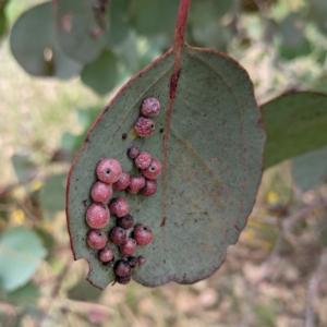 Chalcidoidea (superfamily) at Kambah, ACT - 14 Jan 2022