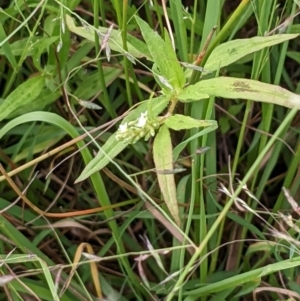 Persicaria prostrata at Throsby, ACT - 15 Jan 2022