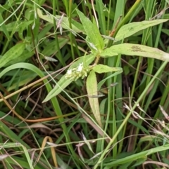 Persicaria prostrata (Creeping Knotweed) at Mulligans Flat - 15 Jan 2022 by abread111