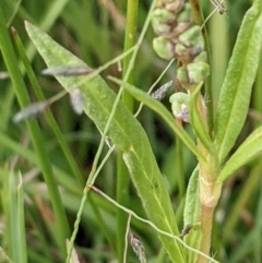 Persicaria prostrata at Throsby, ACT - 15 Jan 2022