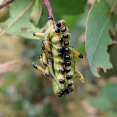 Pseudoperga sp. (genus) (Sawfly, Spitfire) at Lions Youth Haven - Westwood Farm A.C.T. - 13 Jan 2022 by HelenCross