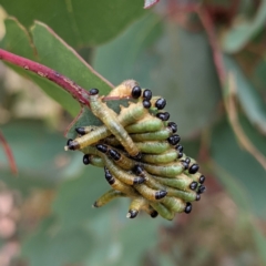 Pseudoperga sp. (genus) at Kambah, ACT - 14 Jan 2022