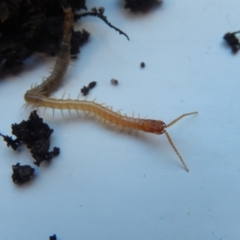 Geophilomorpha sp. (order) (Earth or soil centipede) at Ngunnawal, ACT - 17 Apr 2020 by Birdy