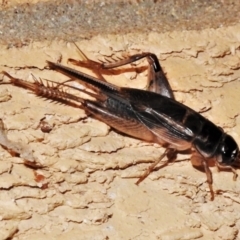 Lepidogryllus sp. (genus) (A cricket) at Wanniassa, ACT - 15 Jan 2022 by JohnBundock