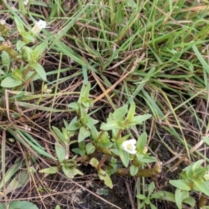 Gratiola pumilo at Throsby, ACT - 15 Jan 2022