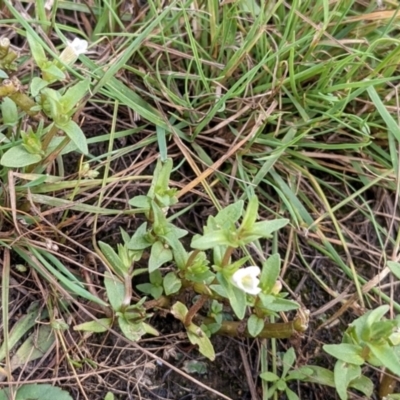 Gratiola pumilo (A Brooklime) at Throsby, ACT - 15 Jan 2022 by abread111