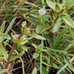 Gratiola pumilo at Throsby, ACT - 15 Jan 2022