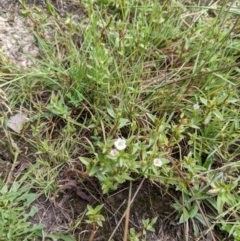 Gratiola pumilo at Throsby, ACT - 15 Jan 2022 03:43 PM