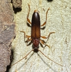 Callidiopis praecox (A longhorn beetle) at Jerrabomberra, NSW - 15 Jan 2022 by SteveBorkowskis